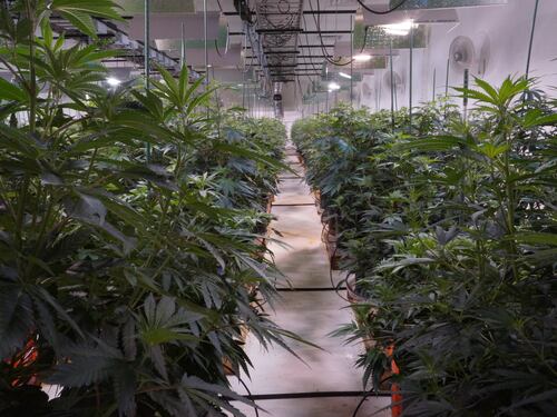 La piantagione legale di marijuana più grande dell'America latina è in Cile