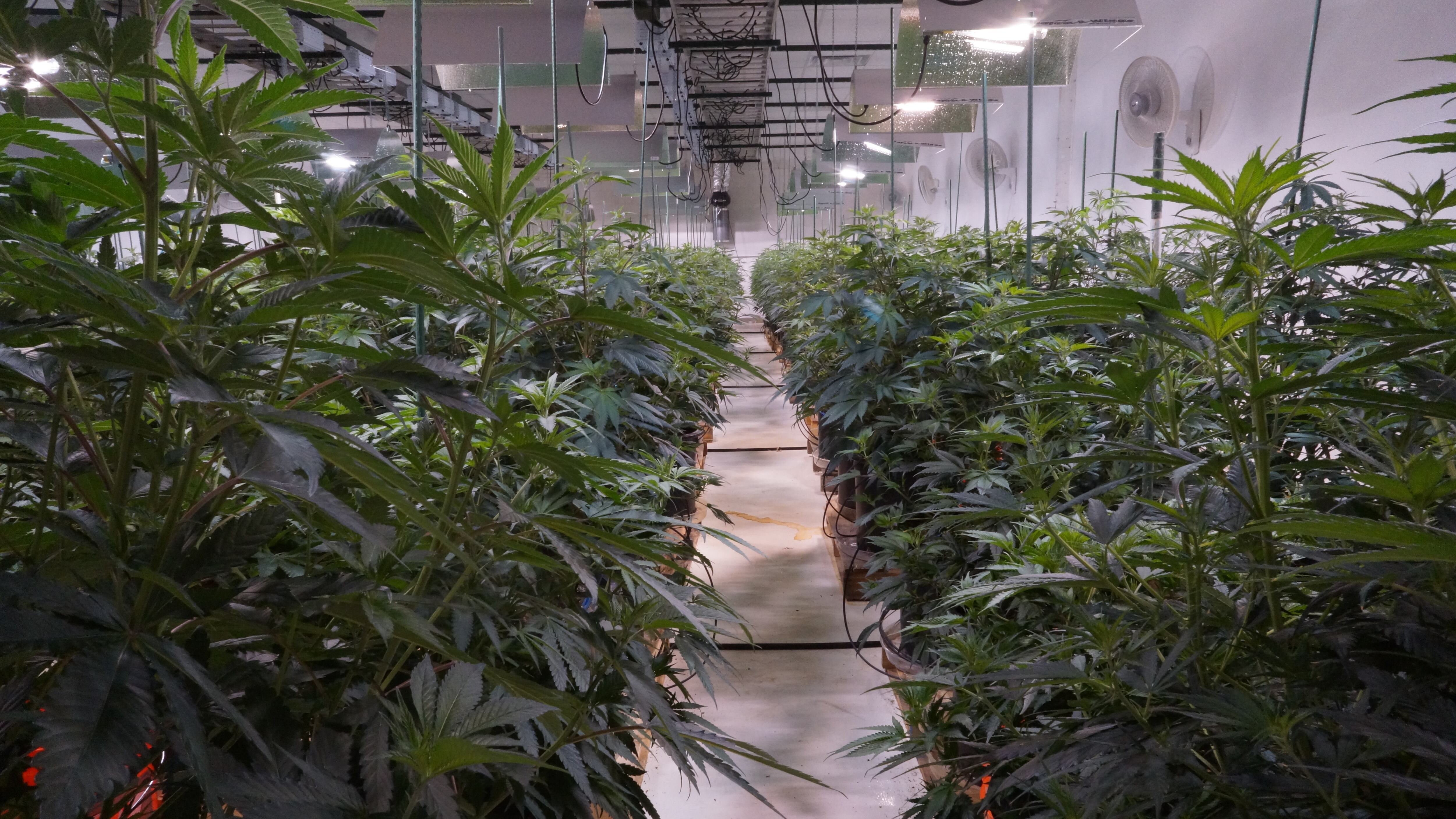 La piantagione legale di marijuana più grande dell'America latina è in Cile