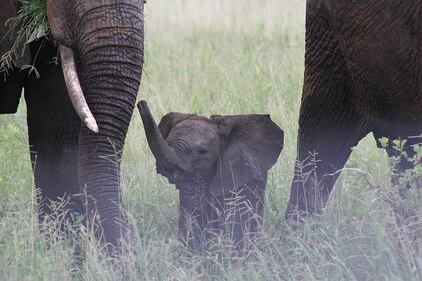 Elefante si fa un selfie 19