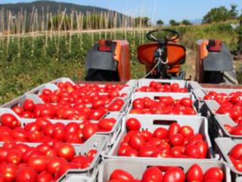 La guerra del pomodoro, Puglia e Campania in trincea