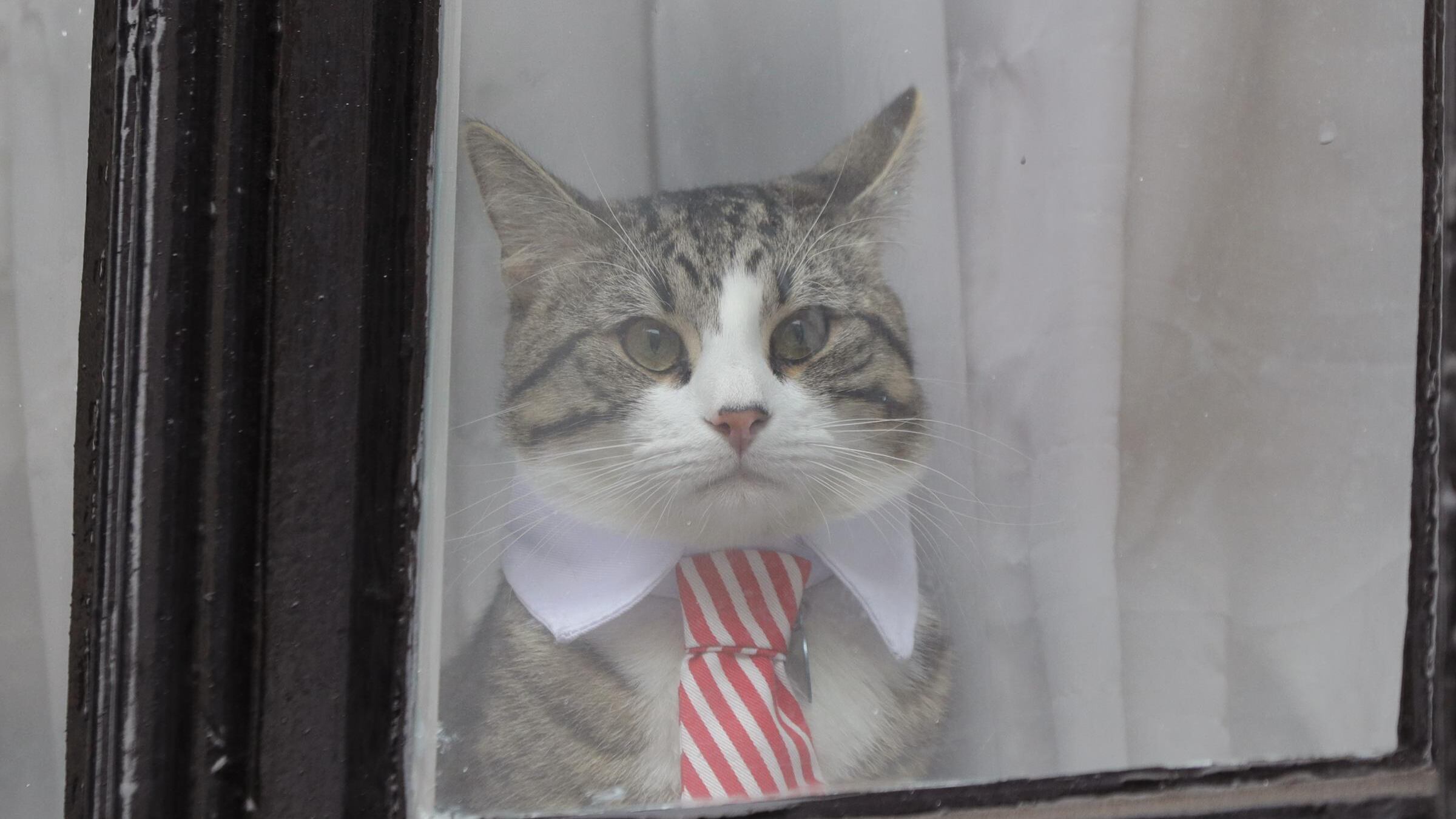 In Cina è nato il primo gatto domestico clonato