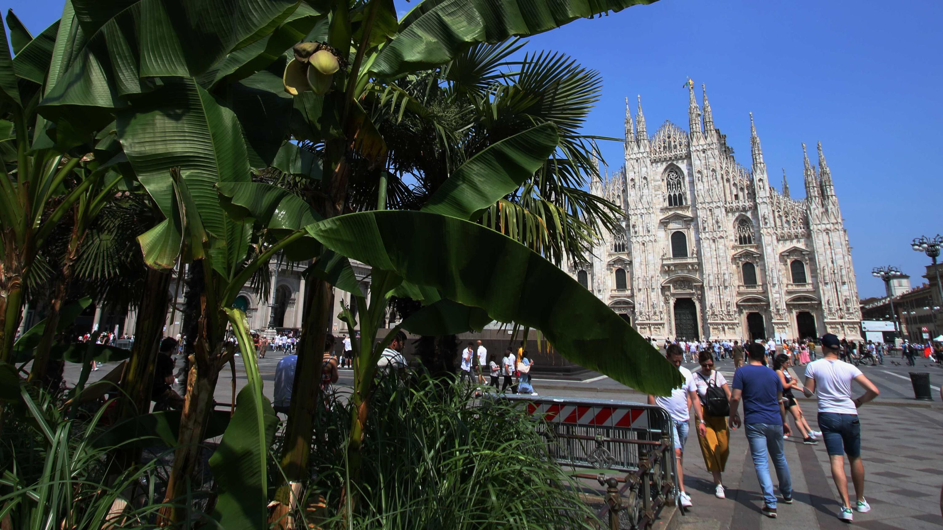 Addio alle palme in piazza Duomo (dopo cinque anni)