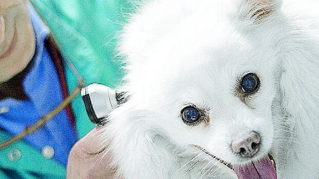 Per i cani ammalati nasce a Milano la banca del sangue