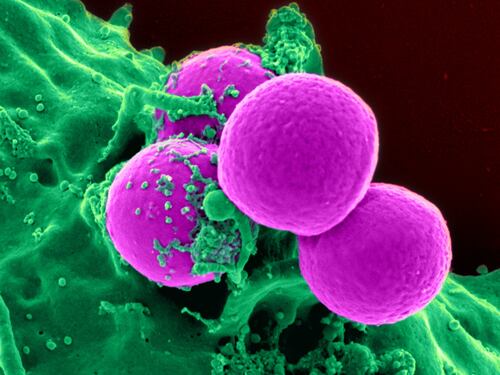 Psicobiotici, ecco i batteri (intestinali) che regolano l'umore