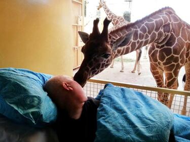 Rotterdam, la giraffa saluta il custode malato con un "bacio" 2