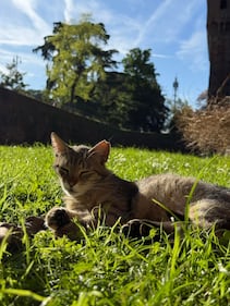 La colonia felina nel palazzo sforzesco di Milano 21