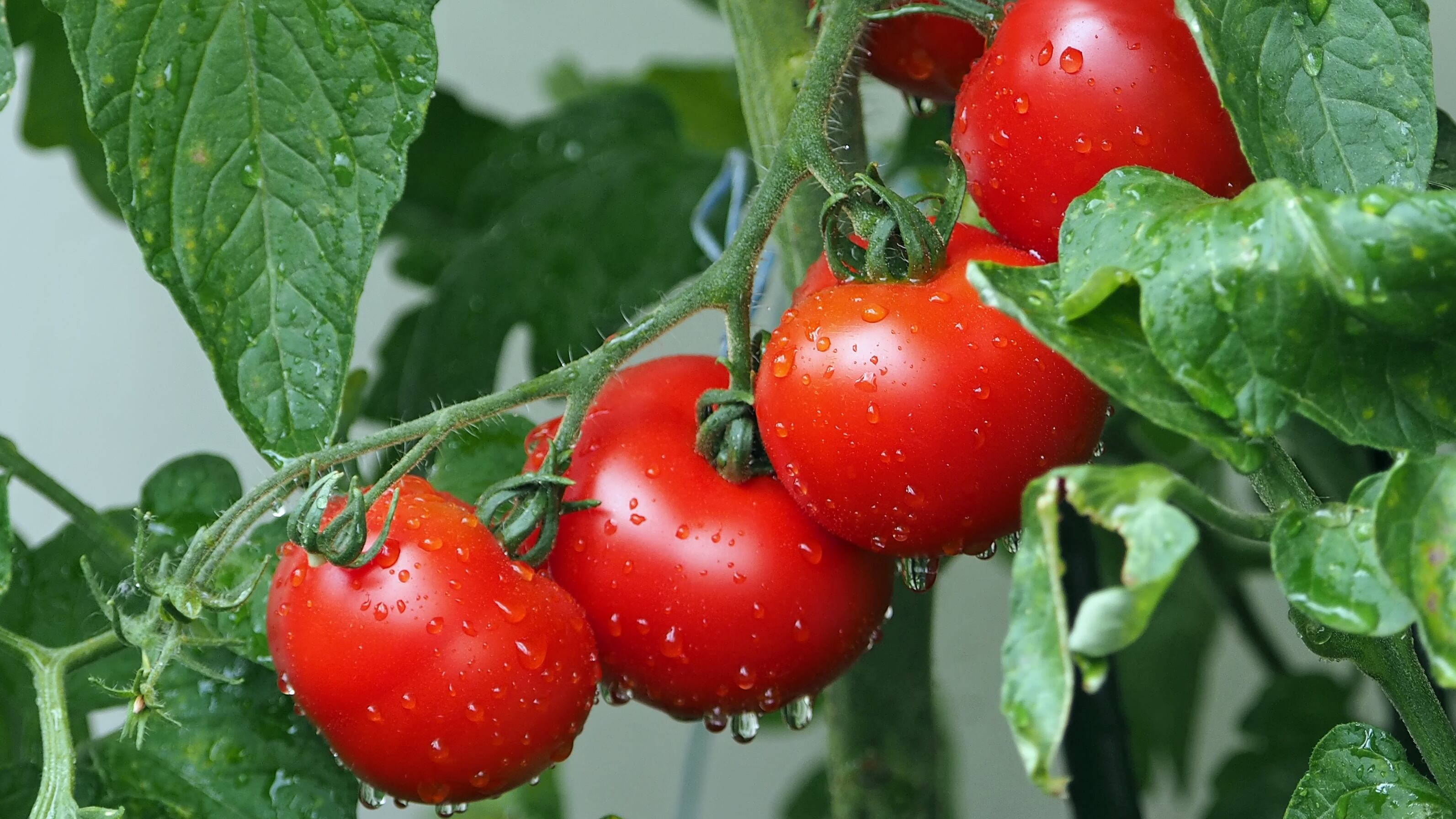 I pomodori diventano anallergici grazie al taglia e cuci sul Dna