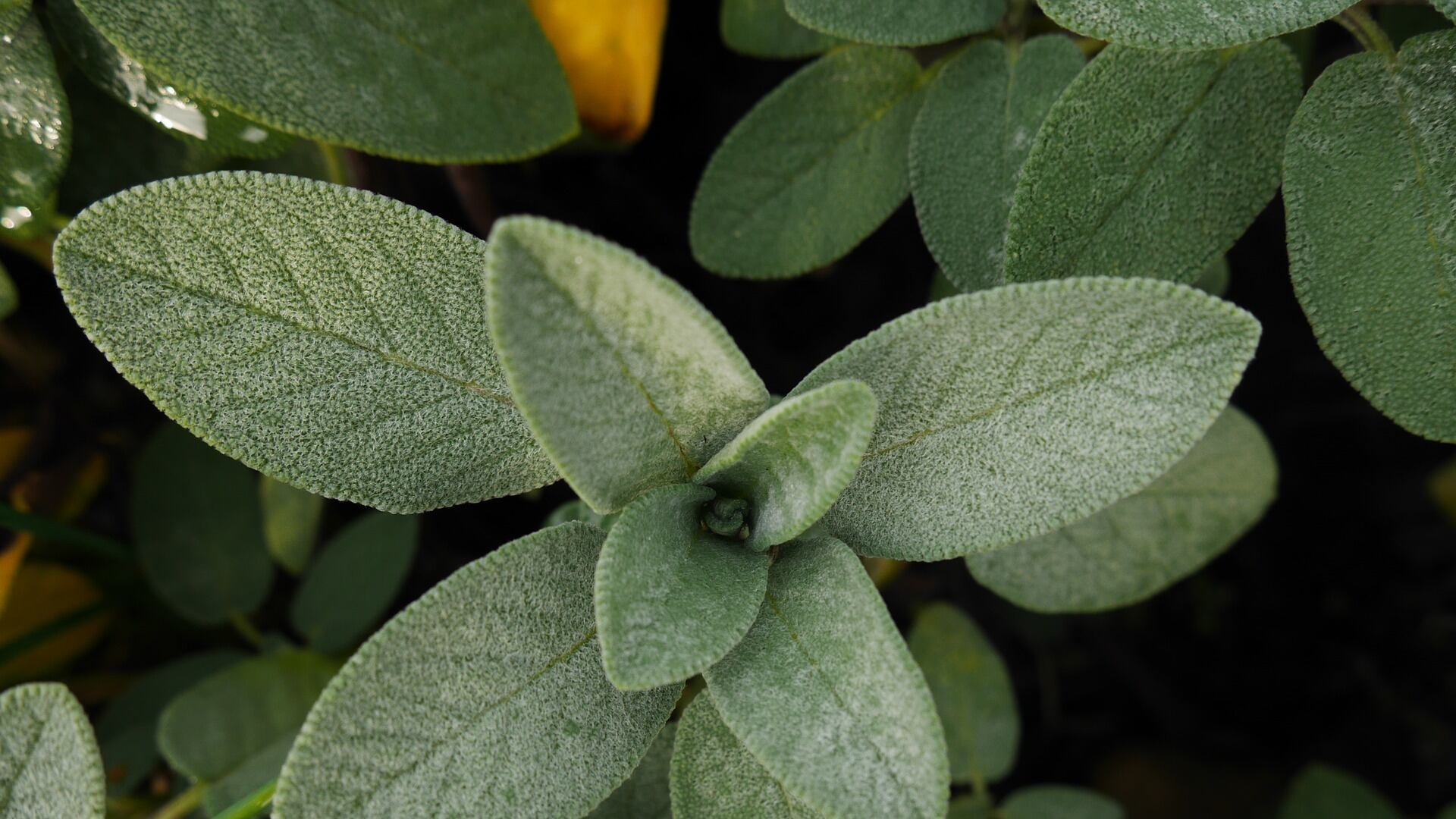 Salvia, i benefici segreti della pianta aromatica