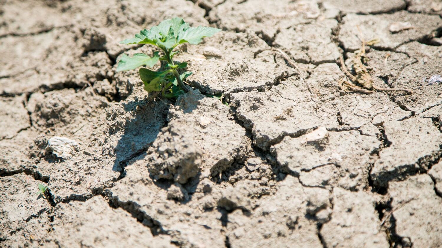 Ipcc: "Cambiamento climatico aumenterà fame e migrazioni"
