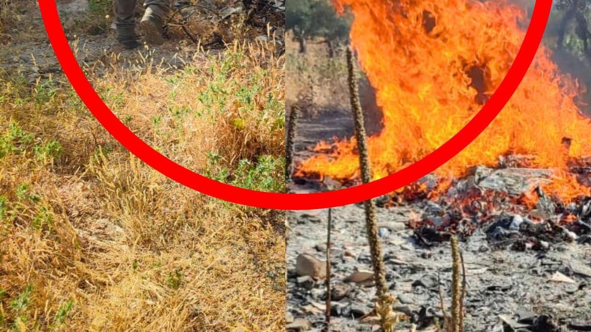Macché apocalisse, in Calabria è solo colpa dei piromani