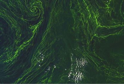 La tempesta di alghe nel Mar Baltico 4