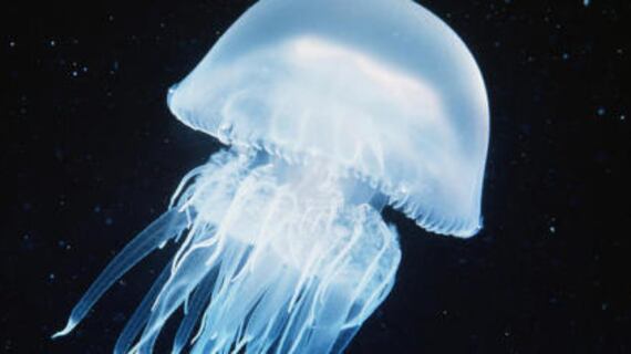 Meduse, anche in Italia c'è stato caso mortale