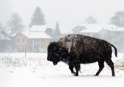 La neve e i bisonti 3