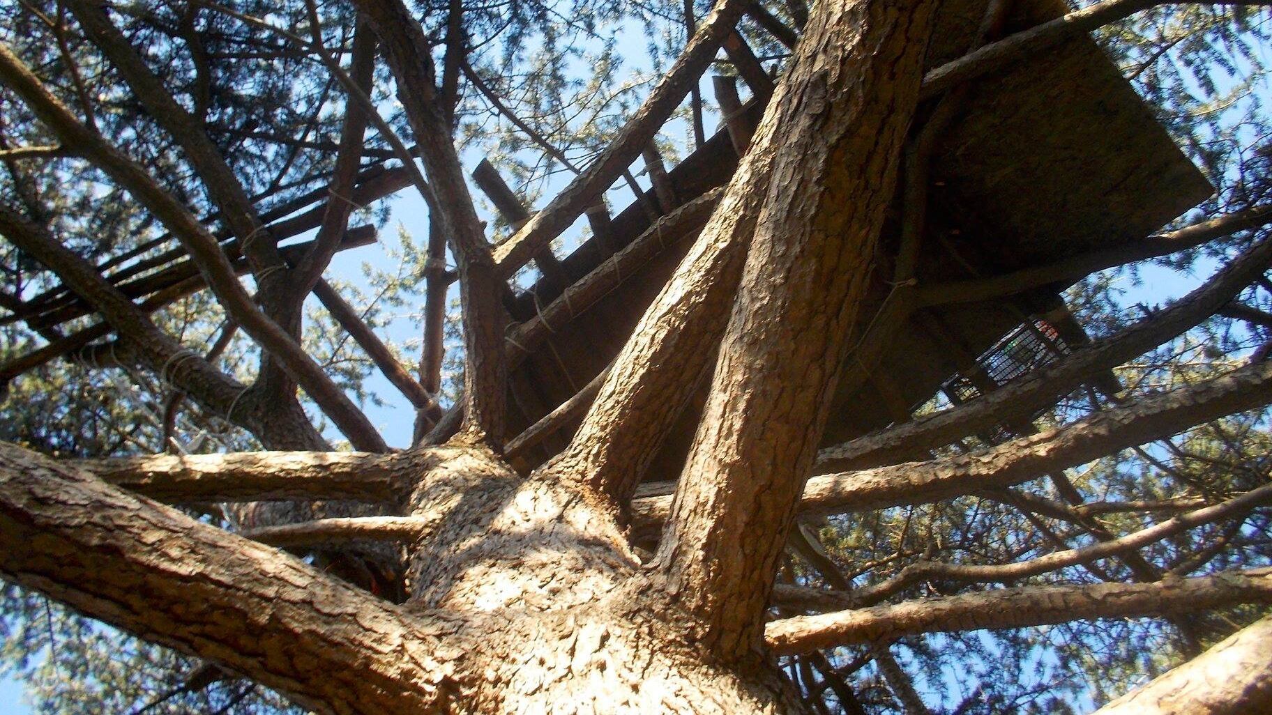 Roma, spuntano le baracche persino sugli alberi