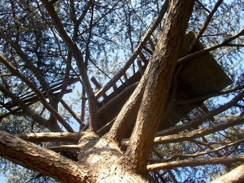 Roma, spuntano le baracche persino sugli alberi