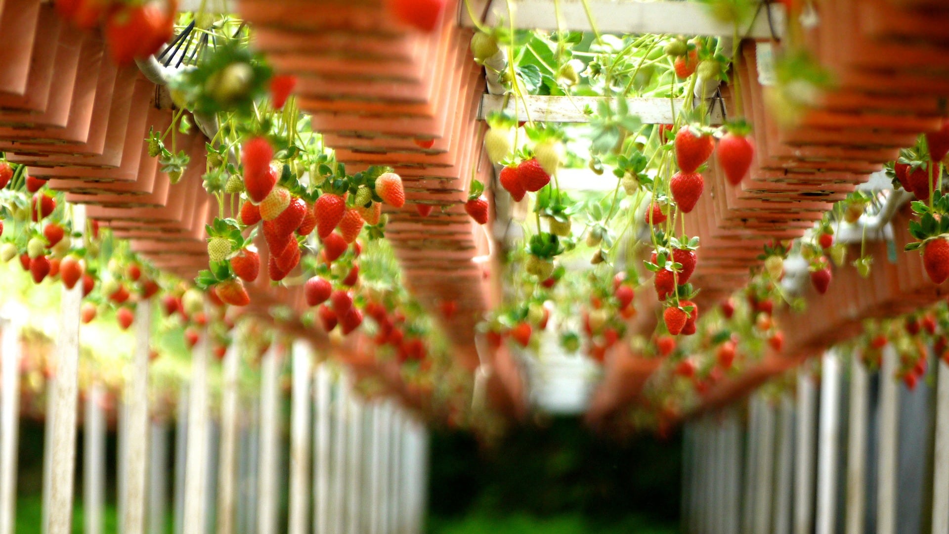 Fragole in agricoltura idroponica e aeroponica: il successo veneto