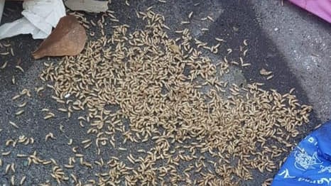I vermi invadono Roma: distese di larve sotto i rifiuti