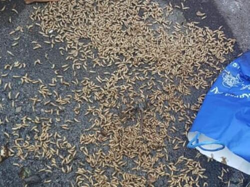 I vermi invadono Roma: distese di larve sotto i rifiuti