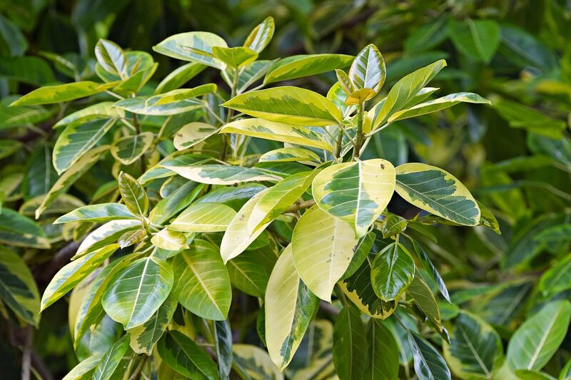ficus