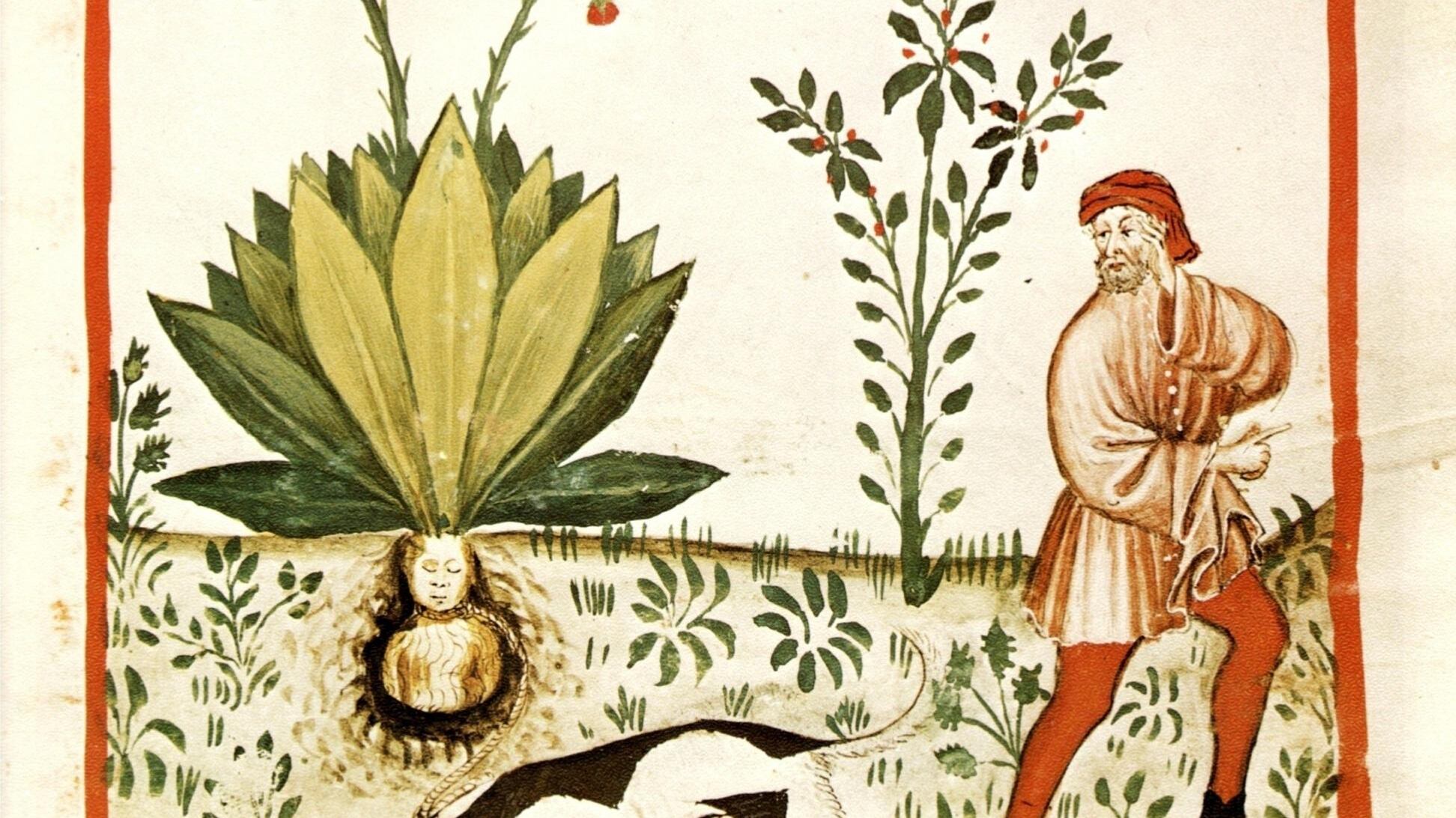 Arsenico, mandragora e tanta fantasia. Viaggio nel Medioevo più tossico (e fashion)