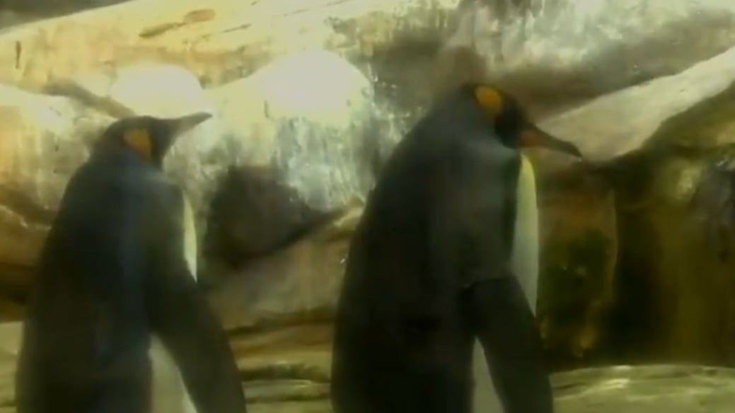 Due pinguini gay covano un uovo di una coppia eterosessuale