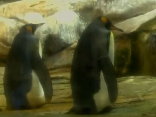 Due pinguini gay covano un uovo di una coppia eterosessuale