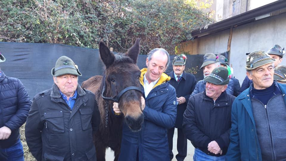 Morto Iroso, mulo alpino più vecchio di Italia