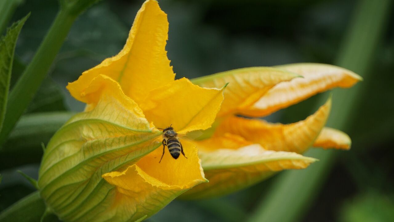 Fiori di zucca, proprietà e benefici per la salute