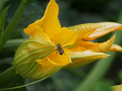 Fiori di zucca, proprietà e benefici per la salute