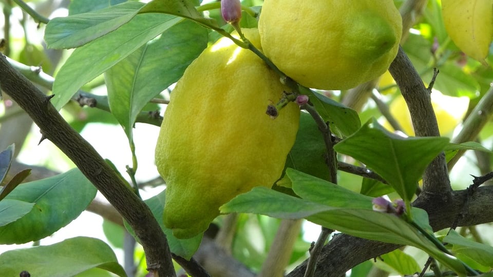 Scoperto a rubare limoni in un agrumeto, arrestato