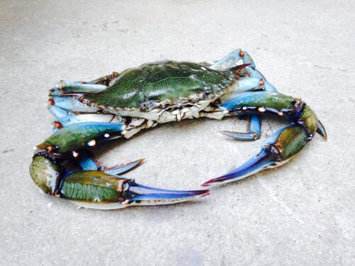 Granchio Blu, combattiamo l'invasione a tavola: ecco come cucinarlo