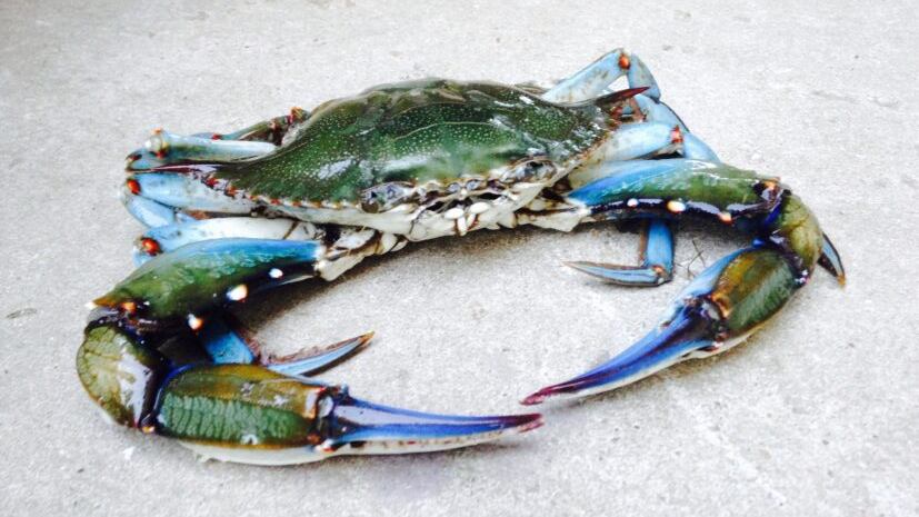 Granchio Blu, combattiamo l'invasione a tavola: ecco come cucinarlo