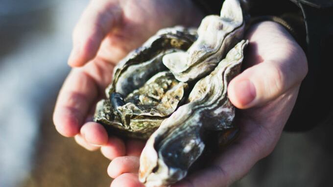 Gusci di cozze e ostriche per difendersi dagli uragani