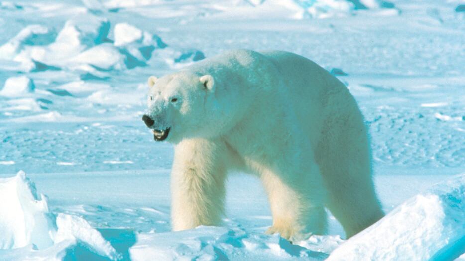 L'Onu lancia l'allarme: "Un ottavo delle specie mondiali si estinguerà"