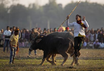 La corrida indiana: le immagini della lotta coi tori 8