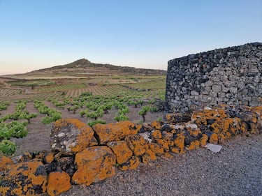 Mare, vigneti e tradizioni: il tesoro di Pantelleria 15