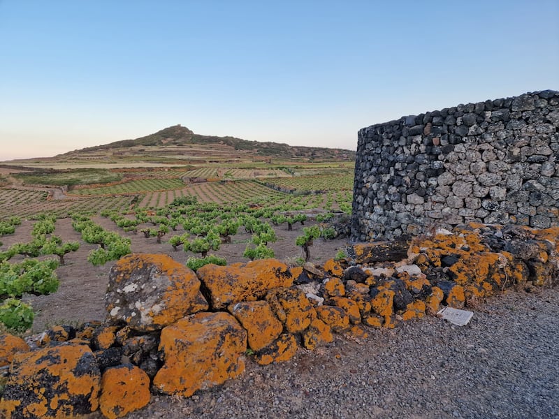 Mare, vigneti e tradizioni: il tesoro di Pantelleria 15