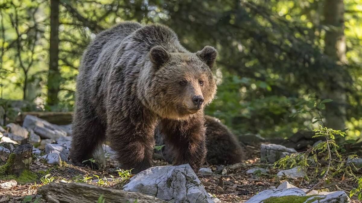 Orsa JJ4, il Tar di Trento si è espresso circa il destino dell'animale