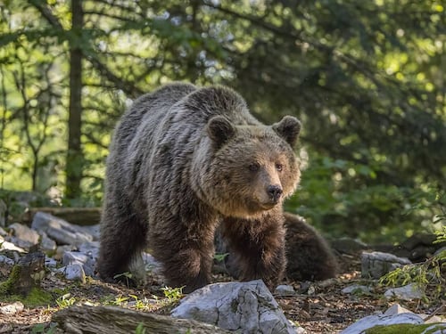 Orsa JJ4, il Tar di Trento si è espresso circa il destino dell'animale