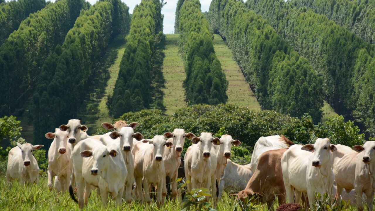 Parmalat dice no al latte genovese e va a comprarlo in Cina