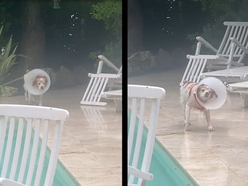"Sono svenuta due volte", Alba Parietti parla dell'aggressione subita dal suo cane. Poi il disperato appello
