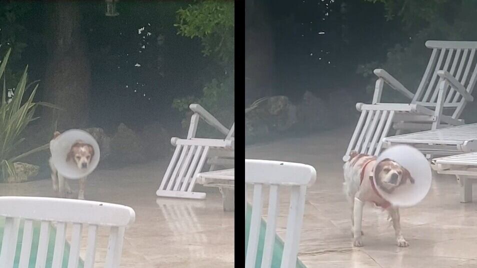 "Sono svenuta due volte", Alba Parietti parla dell'aggressione subita dal suo cane. Poi il disperato appello
