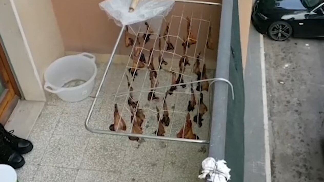 Sul balcone i pipistrelli sono stesi ad essiccare Il sangue cola in strada