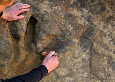 Germania, scoperte impronte giganti di dinosauro 12