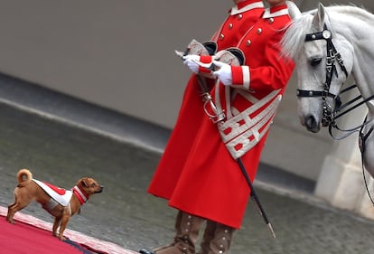 Briciola, la cagnolina che ruba la scena a Mattarella  1