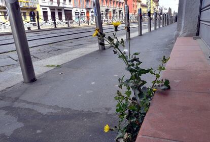 A Milano, la natura riprende i suoi spazi in città 10