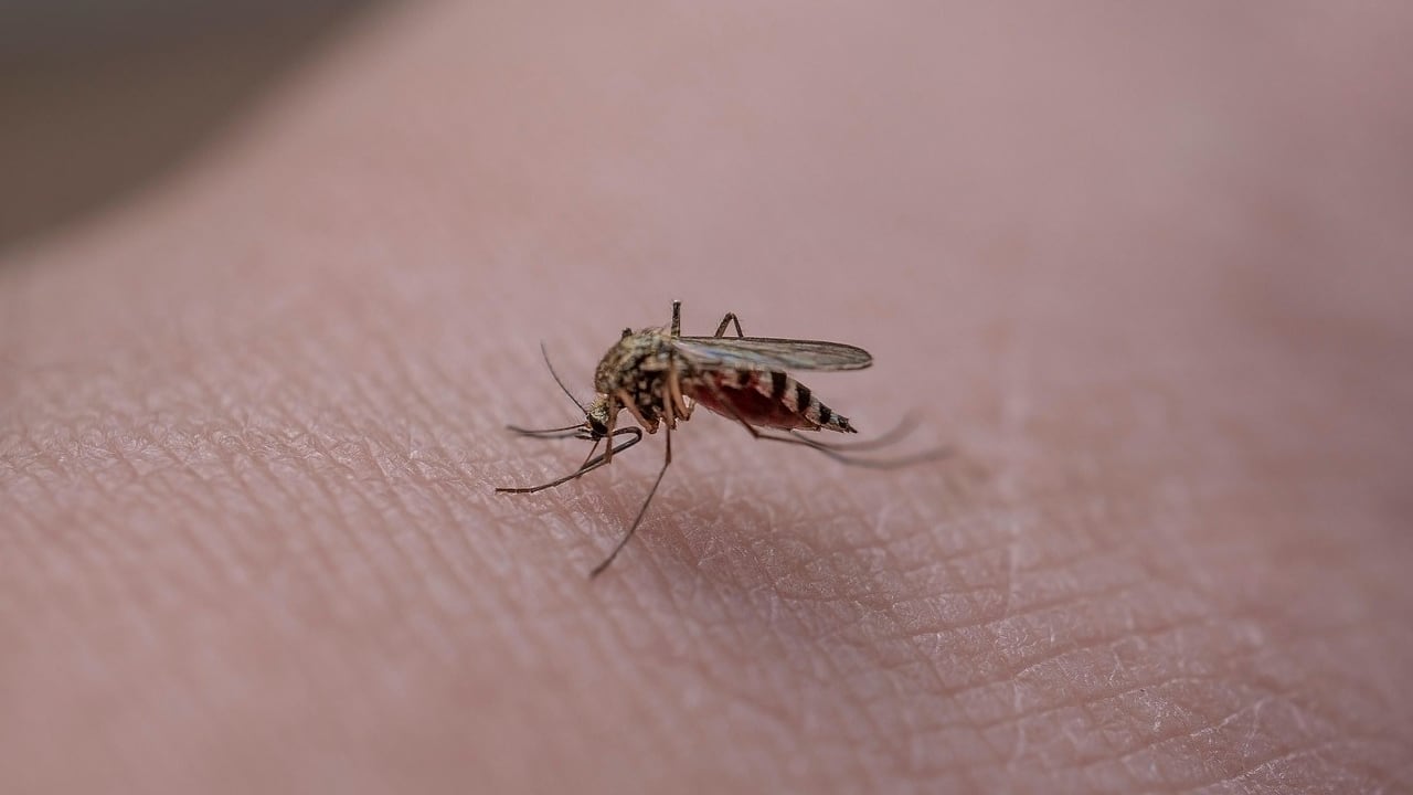 West Nile, morta una donna a Roma per una puntura di zanzara. Sei casi confermati nel Lazio