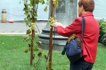 Milano, uva in piazza: i turisti si mangiano l'opera d'arte 8