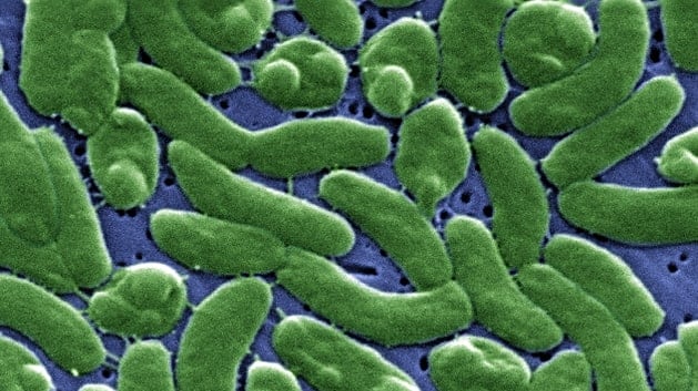 Vibrio vulnificus, il batterio-mangiacarne. Cos'è, i sintomi e come comportarsi