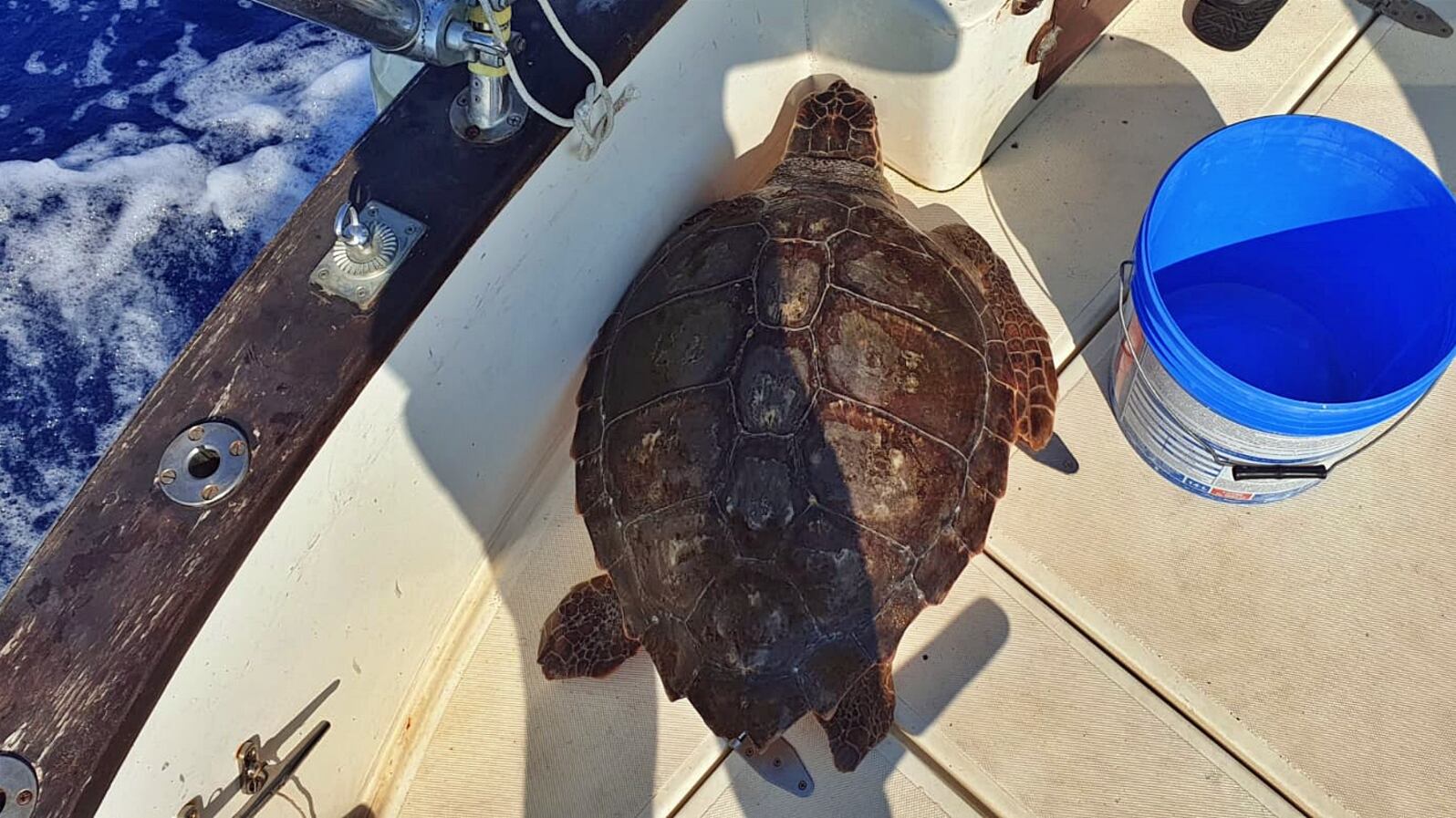 Salvata tartaruga marina in difficoltà: la corsa dal veterinario all'Acquario di Genova